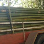 20180809 Fazenda Bambu carregamento para venda (5)