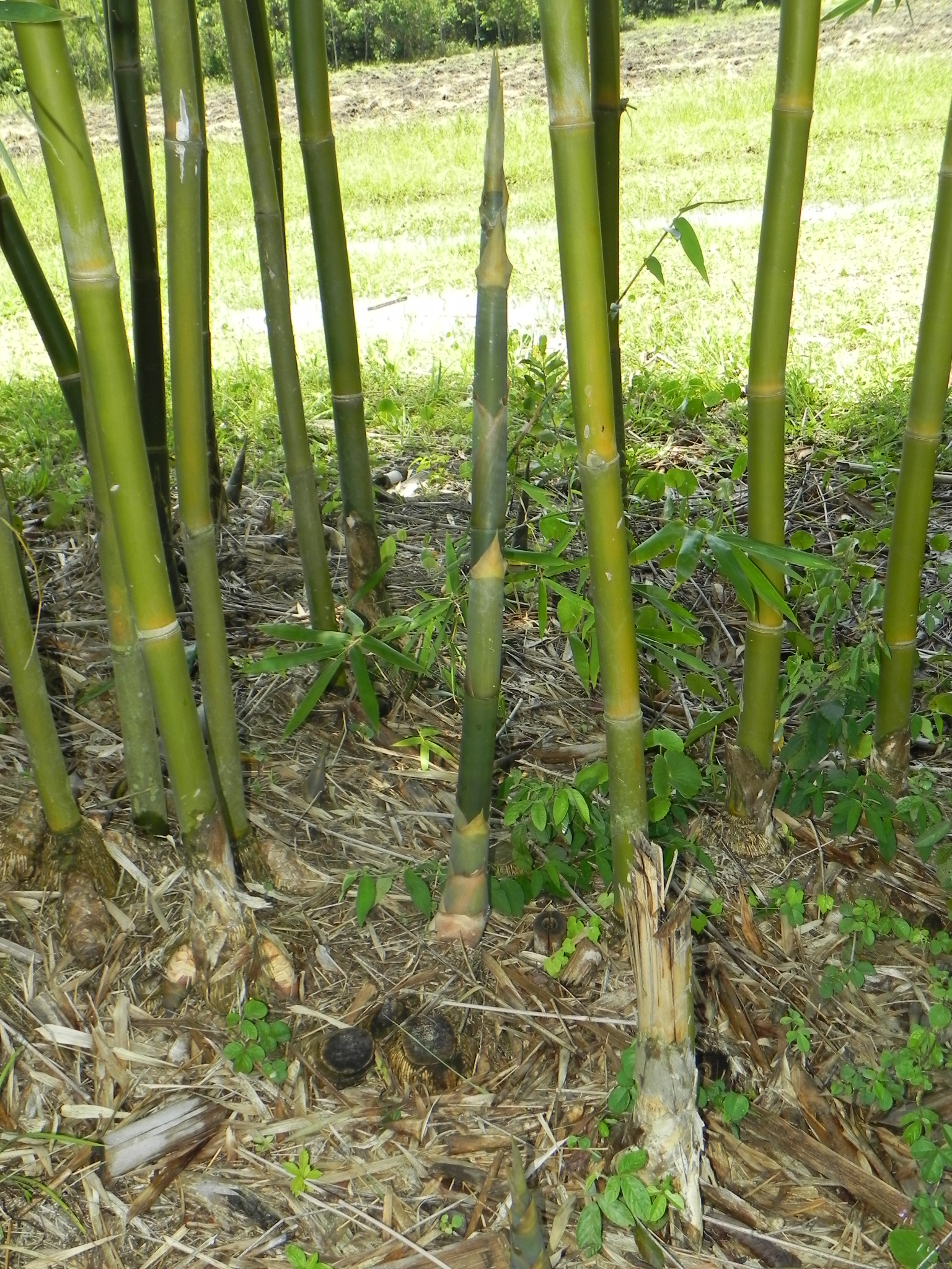 20110104 Fazenda Brotação Bambu 004.jpg