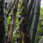 20110326 Fazenda Curso Bambu Cultivo e Manejo 031.jpg