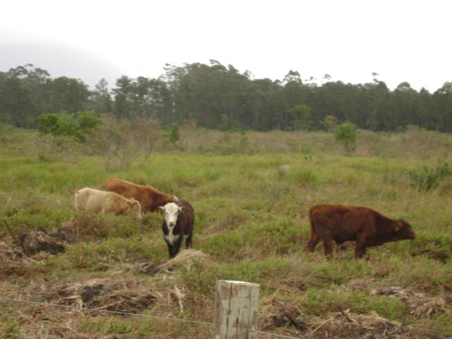 20110509 Fazenda chegada bovinos (12).jpg