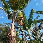 20190401 Fazenda Fruticultura Pomar Banana cacho florada (1)