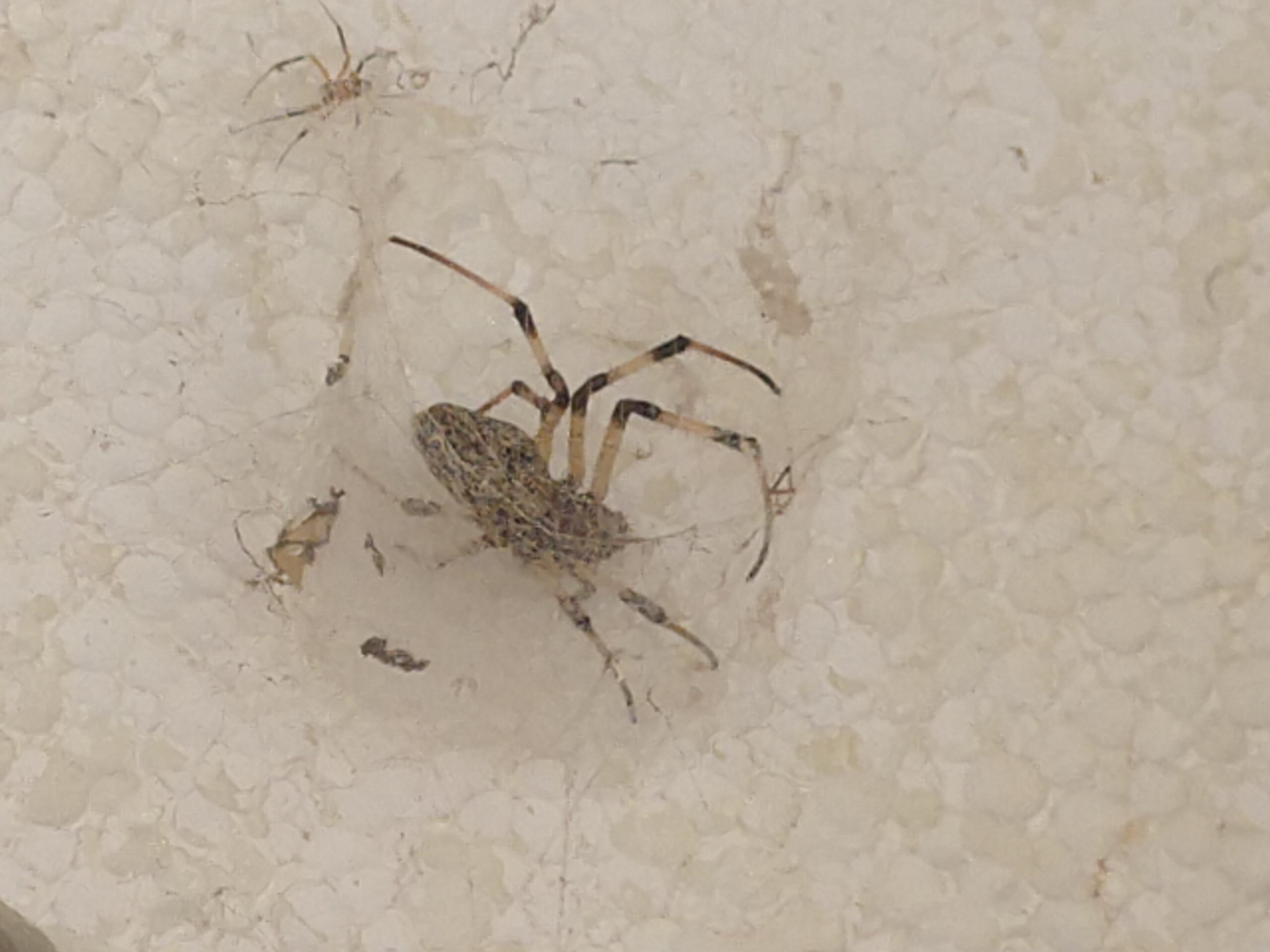 20190516 Fazenda Rema entomofauna teias de aranha super resistentes (7)