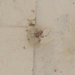 20190516 Fazenda Rema entomofauna teias de aranha super resistentes (10)