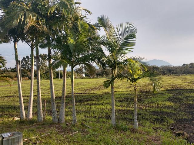 20190527 Fazenda germinação de forrageiras na área das palmeiras renovação de pastagem