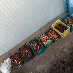 20190628 Fazenda Agrofloresta SAF colheita de aipim mandioca batata-doce (6)