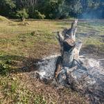 20190705 Fazenda queima de toco de árvore a ser destocada ao lado do galpão para construção do novo (3)