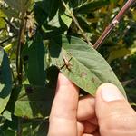 20190712 Fazenda Feijão-guandu com inseto sugador entomologia (2)