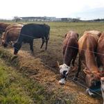 20190723 Fazenda Bovinocultura gado comendo silagem de milho (3)