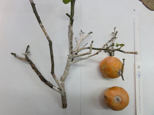20110802 Fazenda Doença Citrus 001.jpg