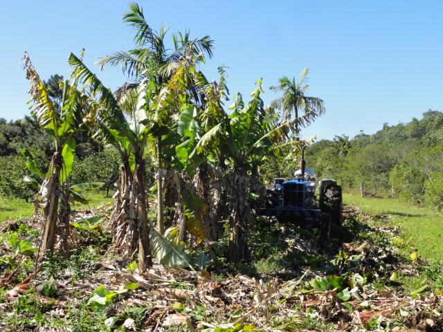 20110901 Fazenda Corte Bananal 007.jpg
