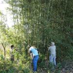 20110903 Fazenda Curso Bambu Cultivo e Manejo touceira 011.jpg