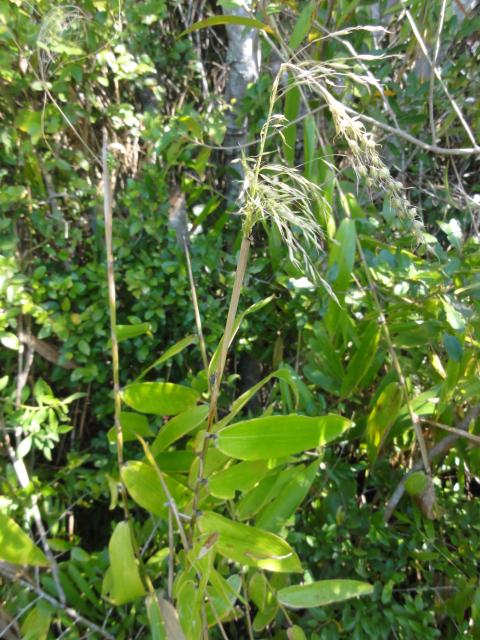 20110921 Fazenda Bambu herbácio florescido 001.jpg