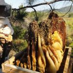 20110929 Fazenda resgate de colméia apicultura.jpg