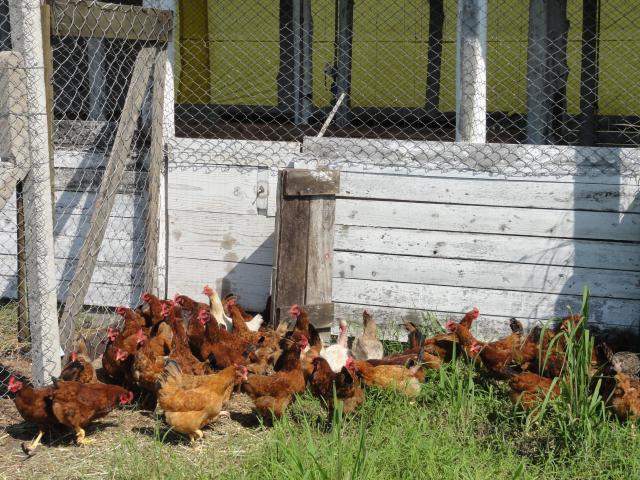 20111005 Fazenda galinhas e aviário 001.jpg