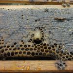20111109 Fazenda apicultura aula extração mel 005.jpg