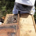 20111109 Fazenda apicultura aula extração mel 015.jpg