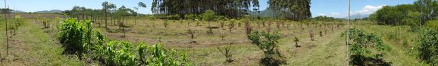20111202 Fazenda Roçagem Arboreto de Nativas SAFs 002.jpg