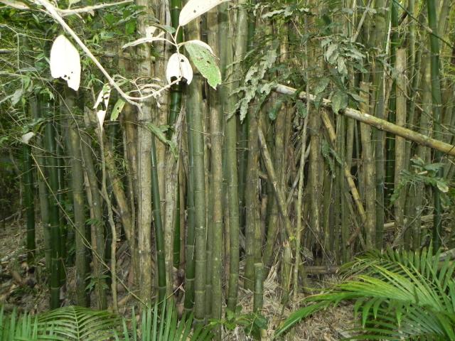 20100802 Fazenda Bambu touceira Vulgaris mato fundos 001.jpg