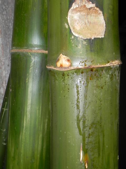 20100812 Fazenda Tratamento bambu pirolenhoso 001.jpg