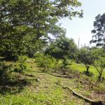 20120103 Fazenda Preparo Área Suinocultura Siscal Árvores 002.jpg