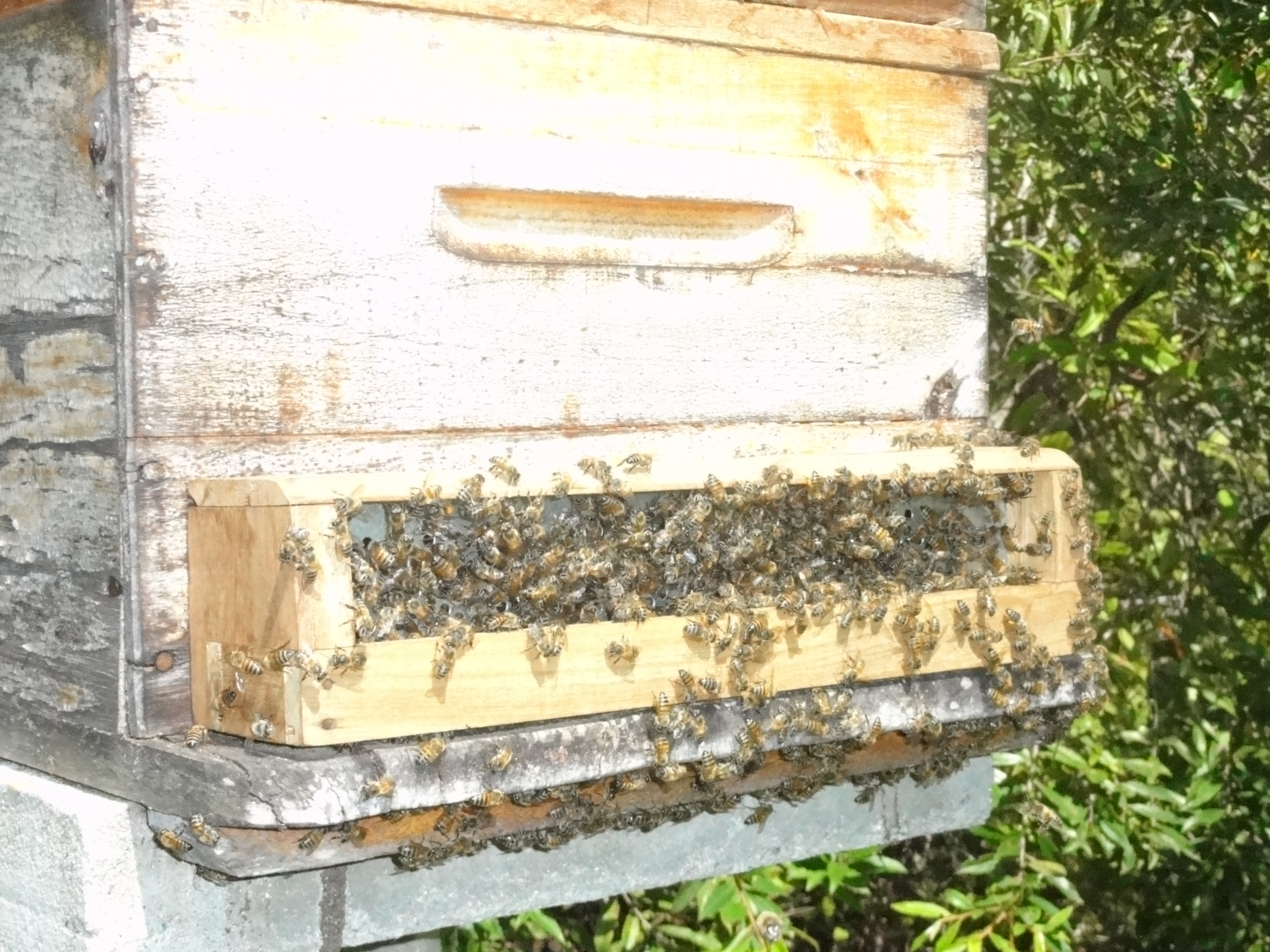20120119 Fazenda coleta pólen apicultura 001.jpg