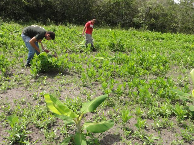 20120209 Fazenda Adubação Bananal Fruticultura.jpg