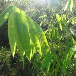 20120213 Fazenda Bambu Dendrocalamus muda silvicultura 003.jpg