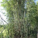 20120309 Fazenda Bambu Manejo touceira colheita colmos 004.jpg