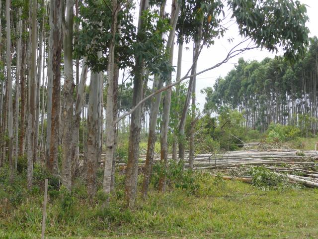 20120409 Fazenda Eucaliptos cortados silvicultura 002.jpg