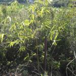 20120412 Fazenda Bambus mudas área Silvicultura 003 Bambusa vulgaris.jpg