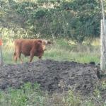 20120530 Fazenda Pontilhão bovinos ingazeiros cerca elétrica 003.jpg
