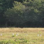 20120613 Fazenda Ornitofauna Aves na Pastagem pequenos animais.jpg