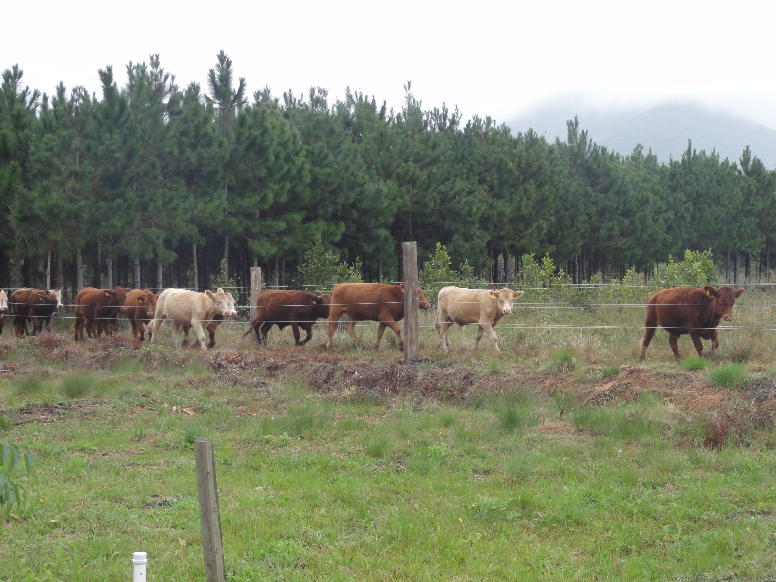 20120620 Fazenda Troca piquete gado corte bovinocultura lavoura-pecuária pivô 001.jpg