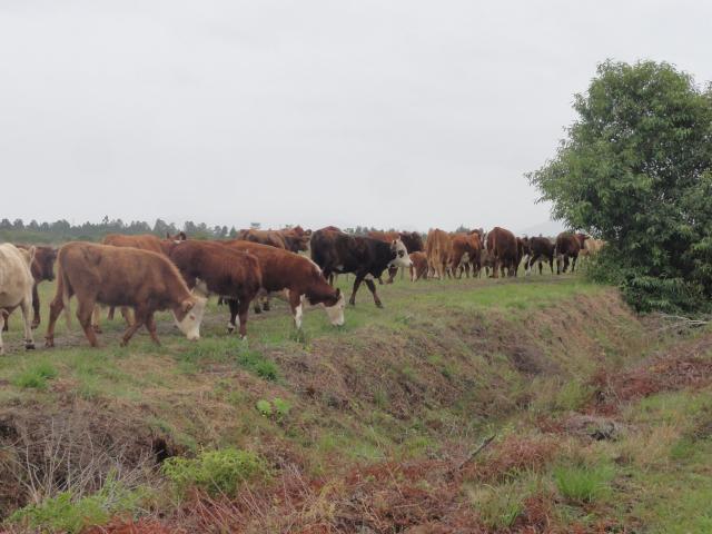20120620 Fazenda Troca piquete gado corte bovinocultura lavoura-pecuária pivô 003.jpg