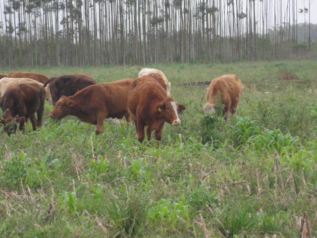 20120620 Fazenda Troca piquete gado corte bovinocultura lavoura-pecuária pivô 011.jpg