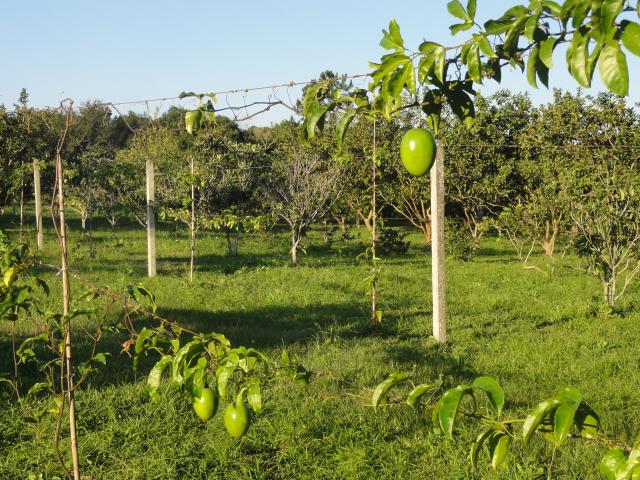 20120625 Fazenda Fruticultura Maracujá pomar.jpg