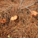 20120816 Fazenda Cogumelos nos pinus.jpg