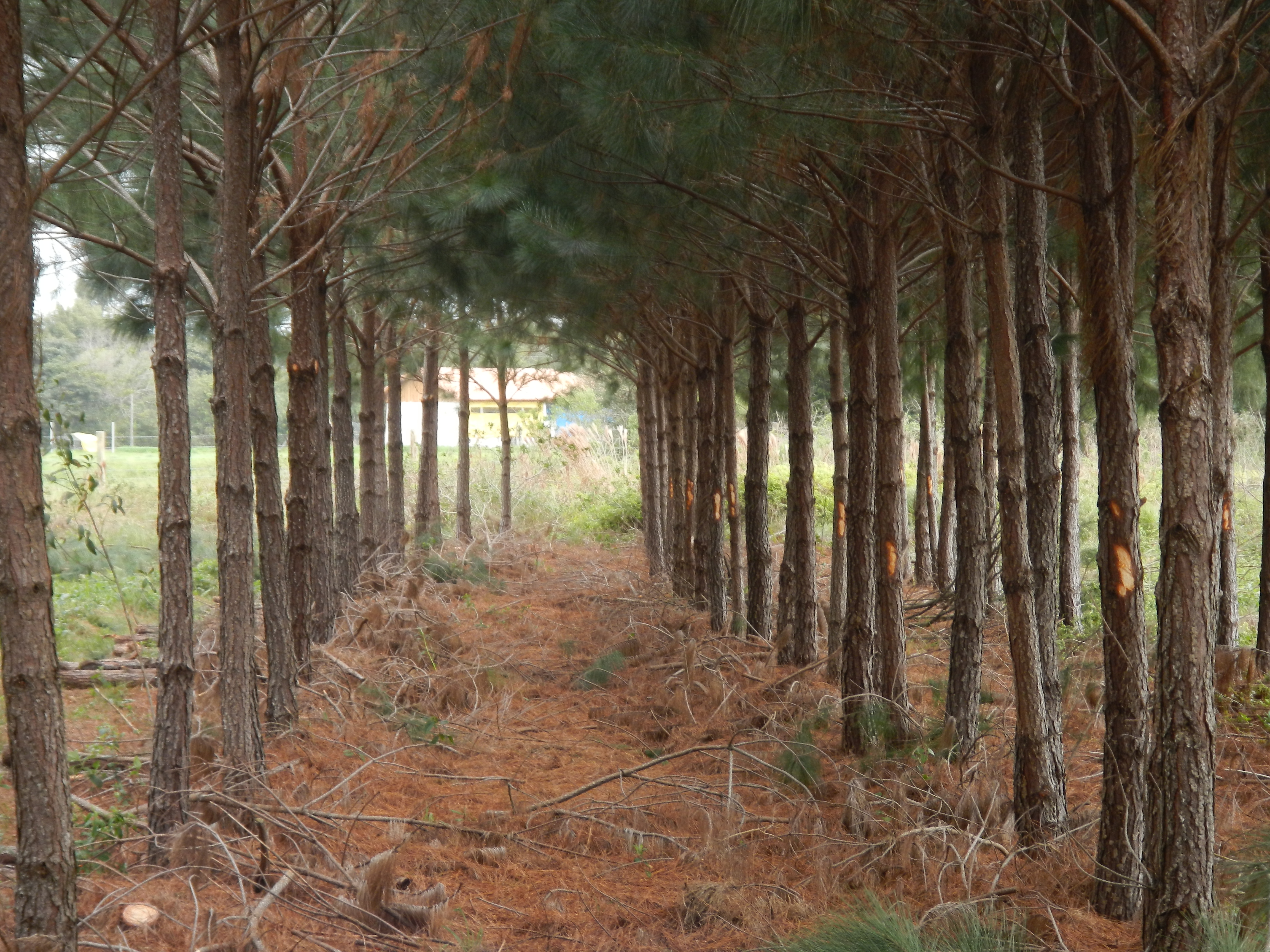 20120816 Fazenda Silvicultura Pinus Raleio corte 003.jpg