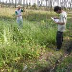 20120821 Fazenda Agroecologia experimento ADAE 022.jpg