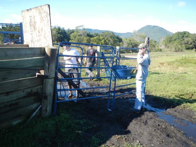 20120829 Fazenda Bovinocultura manejo gado de corte zootecnia 006.jpg