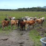 20120928 Fazenda Bovinocultura abastecimento água dessedentação 002 gado.jpg