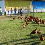 20121015 Fazenda Avicultura Aula Animais Agroecológicos Zootecni 005.jpg