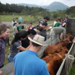 20121022 Fazenda Aula Introdução à Agronomia bovinocultura gado 004.jpg