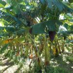 20121121 Fazenda Fruticultura Bananal Bananicultura.jpg