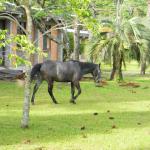 20121129 Fazenda Animal vizinhos largado em área publica cavalo 002.jpg