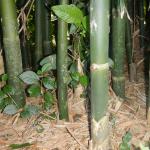 20121204 Fazenda Bambu orientação manejo certo touceira 003.jpg