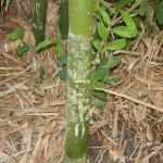 20121204 Fazenda Bambu orientação manejo certo e errado touceira 007.jpg