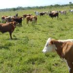 20121218 Fazenda Bovinocultura revisão animais pasto 009.jpg