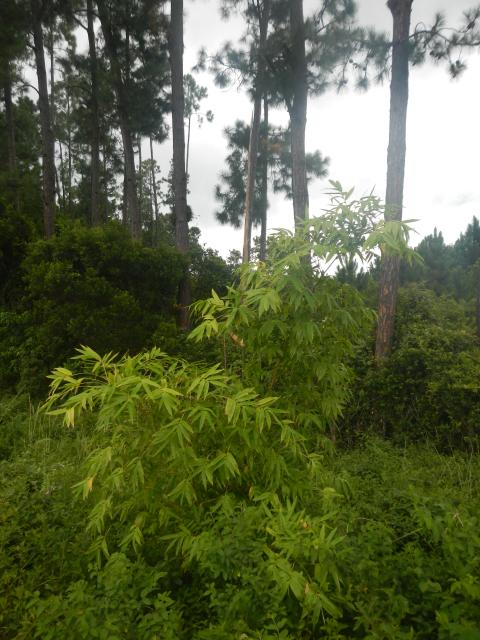 20130123 Fazenda Bambus Guadua chacoensis.jpg