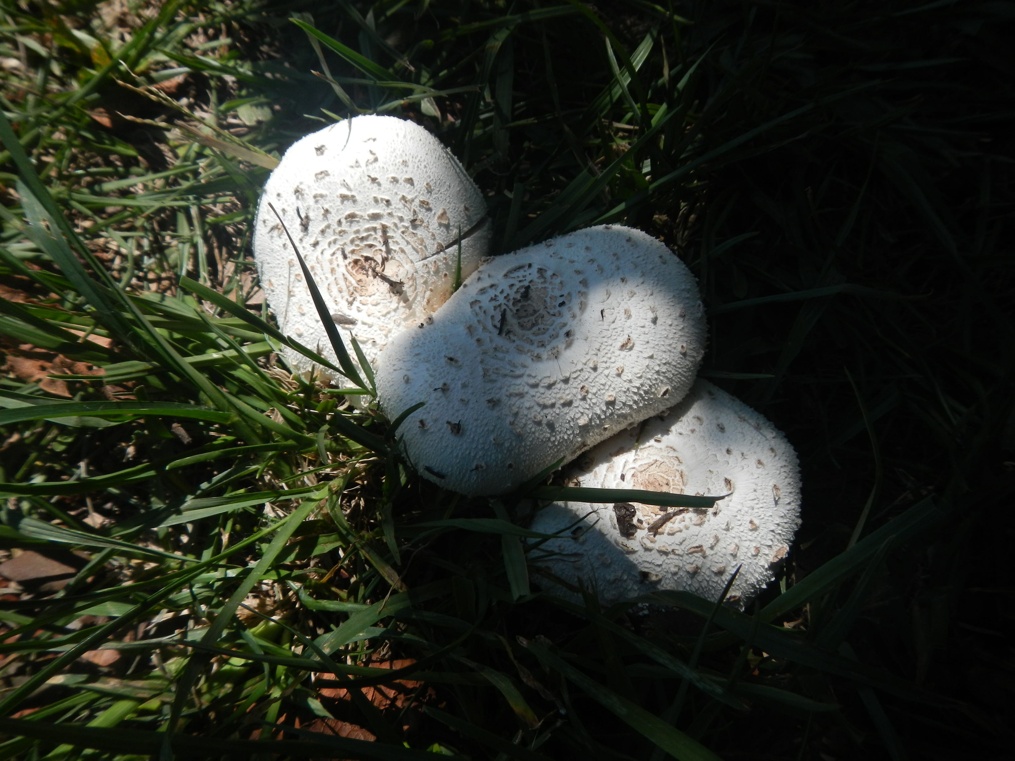 20130128 Fazenda Cogumelos Fungi na frente galpão 001.jpg